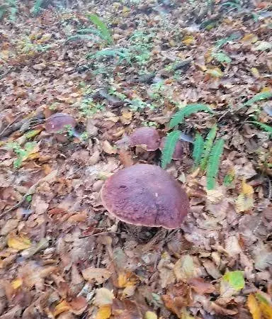 Nyaraló Na Vasi